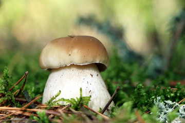 one small cep grow in wood