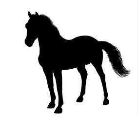 Silhouette of a standing horse