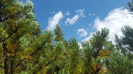 Tree needles in front of clouds , beautiful background