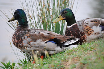 Canards