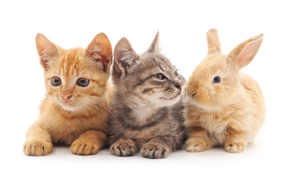 Kittens and rabbit.