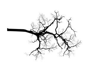 Black Shape Dead Tree Branch