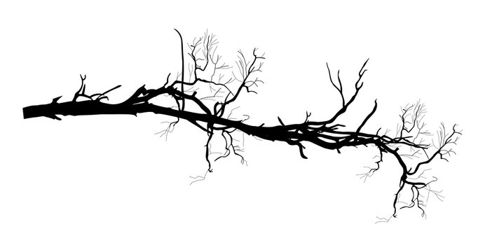 Dry Branch Silhouette