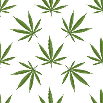 Seamless pattern of cannabis leaf on white background. Vector