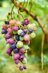 Brunch of multicolor purple green grapes on blurred nature background. Close up view