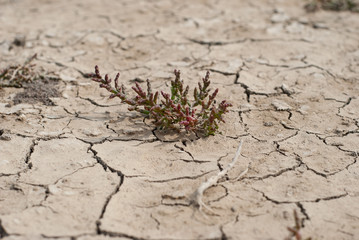 Parched ground