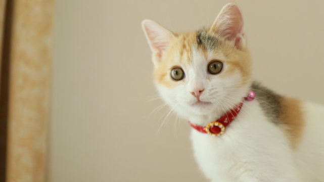 かわいい子猫