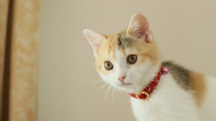 のぞき込む子猫