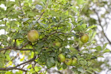 Apple tree with apples.