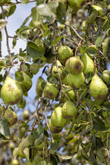 A pear tree full of pears.