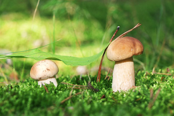 two small ceps in moss