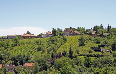 Fototapeta na wymiar Vineyards in the outskirt of Eger