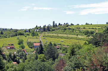Vineyards in the outskirt of Eger