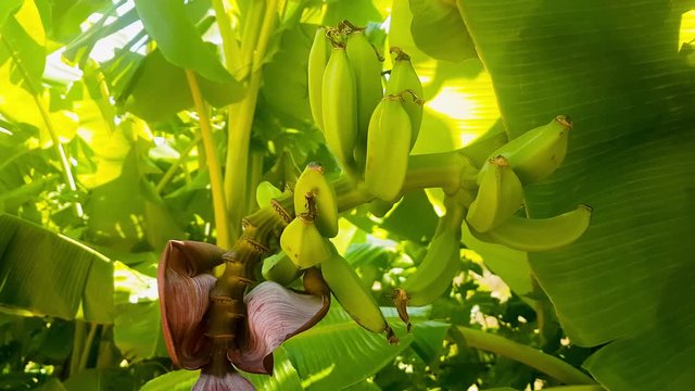 Banana tree close up view.
