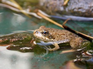 frog at the bar