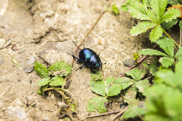 blue beetle on the ground - close up