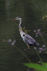 水辺のアオサギ