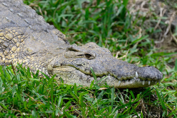 Crocodile in National park of Kenya, Africa