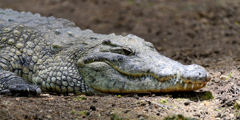 Crocodile in National park of Kenya, Africa