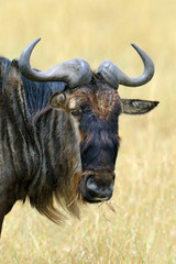 Wildebeest in National park of Africa