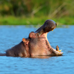 Hippo family (Hippopotamus amphibius)