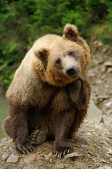 Obraz premium Big brown bear in the forest