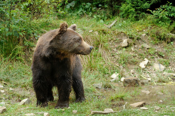 Fototapeta na wymiar Big brown bear in the forest