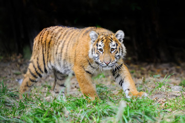 Tiger cub in grass