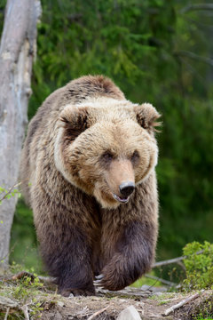 Big brown bear in the forest