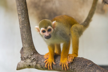Common squirrel monkey, Saimiri sciureus on tree in zoo