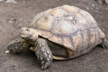 Turtles on the ground in zoo Thailand
