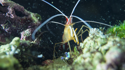 shrimp lysmata