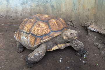 Turtles on the ground in zoo Thailand