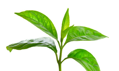 Barleria strigosa Willd on a white background