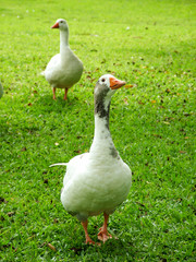 Ducks walking on the grass. Goose walking on grass. Animals riding free. Free animals concept