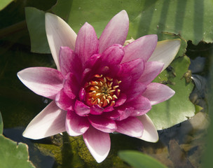 Water Lilly Bloom