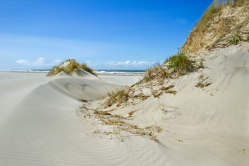 Dunes grown with Beachgrass on a windy day