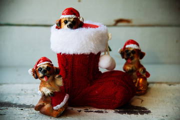 santa christmas dog in a red boot