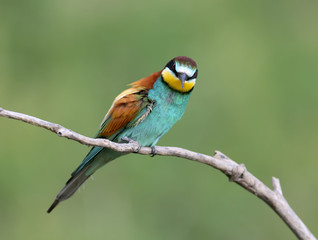 Close up and detailed photo european bee eater sits on branch on nice blurred background.