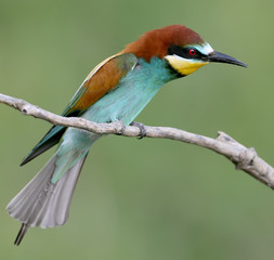 Extra close up portrait of angry bee eater isolated on blurry green background.