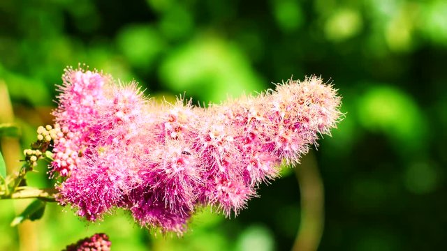 Funky Purple Flower Waving in the Wind Amager F&aelig;lled 4k (UHD) video Resource (NARROW DOF) 