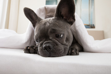 dog resting on bed at home