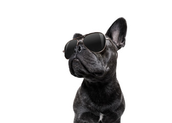 chien posant avec des lunettes de soleil