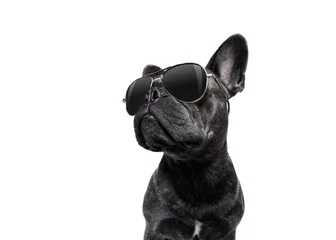 Fotobehang Grappige hond poseren hond met zonnebril