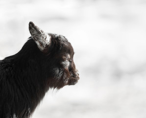 Black young goat with soft background
