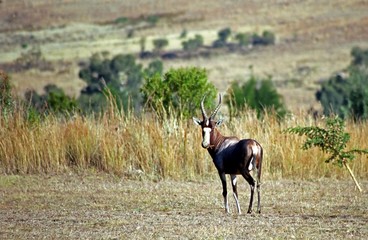 Bontebok, Voortrekker Monument Nature Reserve, South African Rep