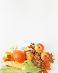 Pumpkins,apples, corn, pear, grapes with autumn leaves and mountain ash