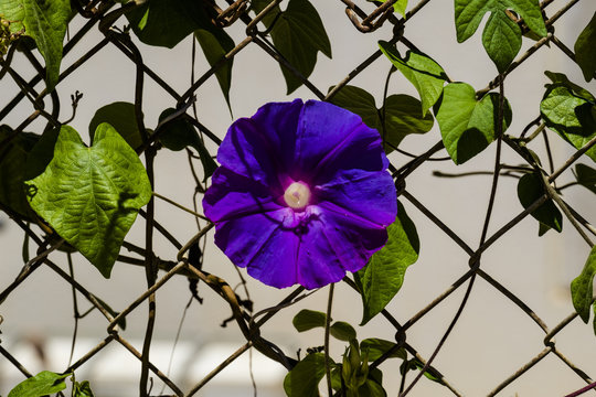 Blue flower morning glory of the Ipomea genus of the family Convolvulaceae (Ipomea Purpurea)
