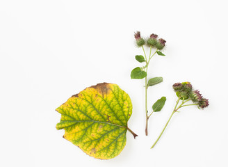 Burdock is a plant with autumn leaves on white background
