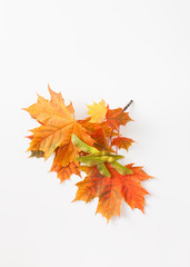 Autumn leaves on white background. Place for text.